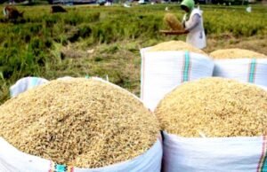Jemput Bola, Harga Gabah Petani Bojonegoro Dijaga Tetap Stabil
