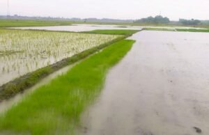 Setelah 2 Minggu Kemarau, Hujan Deras Selamatkan Musim Tanam di Bojonegoro Timur