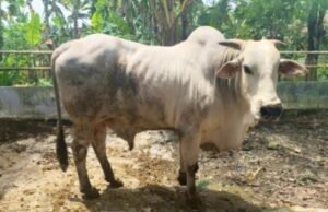 Tambakrejo Ditetapkan Jadi Sumber Bibit Sapi PO Nasional, Bojonegoro Makin Unggul