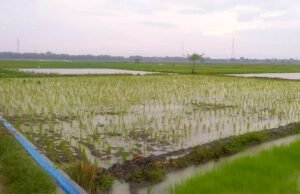 Prakiraan Cuaca: Hujan Ringan Ancam Bojonegoro Siang Ini