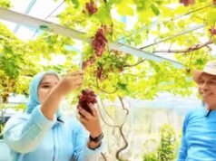 Wisata Petik Anggur di Kepohbaru Bojonegoro Ini Bikin Anak Betah, Tiketnya Murah