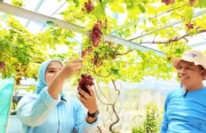 Wisata Petik Anggur di Kepohbaru Bojonegoro Ini Bikin Anak Betah, Tiketnya Murah