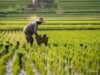 Strategi Hadapi Kemarau 2026, Ini 5 Langkah Penting dari Bupati Bojonegoro