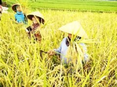 Siaga Kekeringan, Strategi Pemkab Bojonegoro Selamatkan Sektor Pertanian