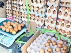 Dari Kanor ke Seluruh Bojonegoro, Telur Gayatri Mulai Merata