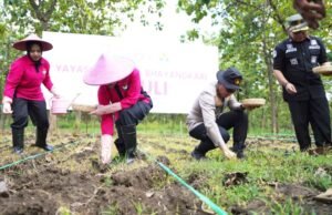 Polres Bojonegoro Tanam Jagung di Hutan, Kolaborasi Ini Jadi Sorotan