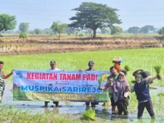 Babinsa Sarirejo Lamongan Turun ke Sawah, Petani Simbatan Tanam Padi Inpari Bareng TNI