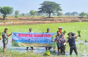 Babinsa Sarirejo Lamongan Turun ke Sawah, Petani Simbatan Tanam Padi Inpari Bareng TNI
