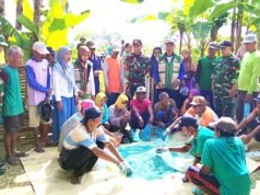 Sinergi TNI dan Petani Sugio Lamongan Tekan Hama Tikus di Lahan Padi