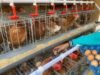 Program Gayatri Bojonegoro Segera Cair, Ribuan Warga Dapat Ayam Petelur