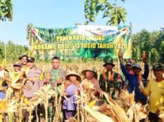 Semangat Gotong Royong Warnai Panen Raya Jagung Koramil Sugio Lamongan