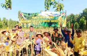 Semangat Gotong Royong Warnai Panen Raya Jagung Koramil Sugio Lamongan