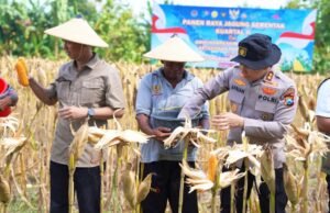 Ikuti Panen Raya Nasional, Kapolres Bojonegoro Serahkan Bibit Jagung ke Petani