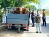 Jelang Idul Adha, Hewan Ternak di Lamongan Diperiksa Ketat