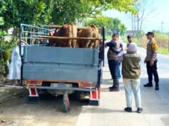 Jelang Idul Adha, Hewan Ternak di Lamongan Diperiksa Ketat