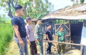 Warga Lamongan Resah, Arena Sabung Ayam Diduga Judi di Kandanrejo Tak Tersentuh