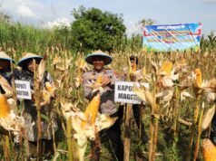 Polres Magetan Panen Raya Jagung Kuartal II 2026, Wujud Nyata Dukung Swasembada Pangan Nasional