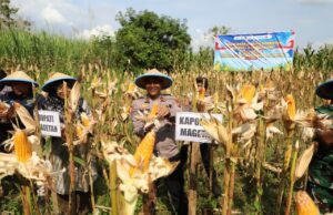 Polres Magetan Panen Raya Jagung Kuartal II 2026, Wujud Nyata Dukung Swasembada Pangan Nasional