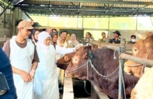 Khofifah Pastikan Stok Hewan Kurban Jawa Timur Aman, Peternak Bojonegoro Sumringah