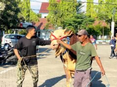 Sapi Kurban Presiden Prabowo di Bojonegoro Tembus 1 Ton, Peternaknya Sampai Haru