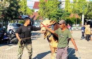 Sapi Kurban Presiden Prabowo di Bojonegoro Tembus 1 Ton, Peternaknya Sampai Haru