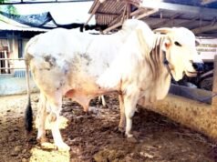 Sapi Kurban Bupati Bojonegoro Tembus 612 Kg, Berasal dari Tambakrejo