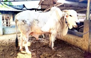 Sapi Kurban Bupati Bojonegoro Tembus 612 Kg, Berasal dari Tambakrejo