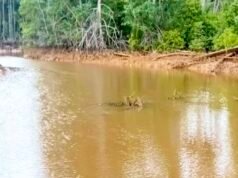 Teluk Buli Halmahera Timur Keruh, WALHI Desak Audit Aktivitas PT FHT