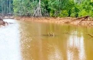 Teluk Buli Halmahera Timur Keruh, WALHI Desak Audit Aktivitas PT FHT