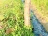Diduga Buang Limbah ke Lingkungan, Industri Tahu di Mulyoagung Balen Bojonegoro Jadi Perbincangan
