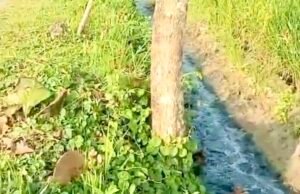 Diduga Buang Limbah ke Lingkungan, Industri Tahu di Mulyoagung Balen Bojonegoro Jadi Perbincangan