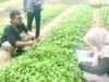 Benih Tembakau Gratis Diserbu Petani, Stok Python 4 di Bojonegoro Ludes