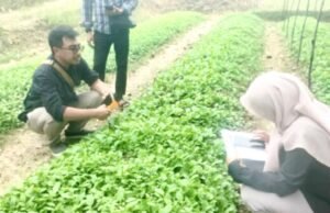 Benih Tembakau Gratis Diserbu Petani, Stok Python 4 di Bojonegoro Ludes