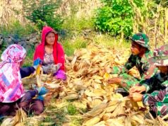 Panen Jagung Bareng Warga Bojonegoro, Yonif TP 885 Belibis Putih Perkuat Ketahanan Pangan Nasional