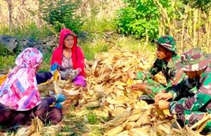 Panen Jagung Bareng Warga Bojonegoro, Yonif TP 885 Belibis Putih Perkuat Ketahanan Pangan Nasional