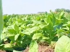 Begini Cara Mudah Dapat Bibit Tembakau Gratis di Bojonegoro