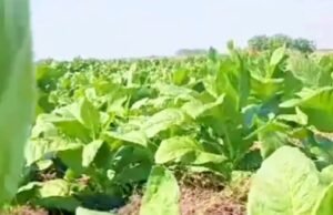 Begini Cara Mudah Dapat Bibit Tembakau Gratis di Bojonegoro
