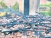 Jerami Terbakar Akibat Korsleting, Rumah Warga Bojonegoro Ludes