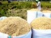 Migas Turun, Ekonomi Bojonegoro Tetap Tumbuh Berkat Pertanian