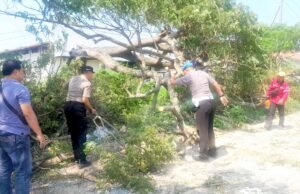 Pohon Tumbang Tutup Jalur Deket-Lamongan, Polisi Bergerak Cepat