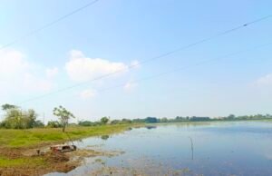 Cuaca Bojonegoro Hari Ini Cerah, Bengawan Solo Masih Aman