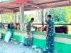 Prajurit Yonif TP 885 dan Peternak Bojonegoro Bersinergi Bangun Ketahanan Pangan