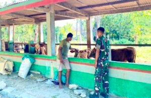 Prajurit Yonif TP 885 dan Peternak Bojonegoro Bersinergi Bangun Ketahanan Pangan