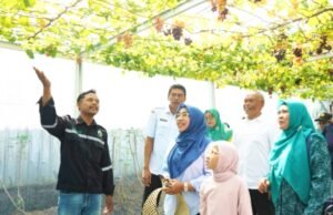 Green House Anggur Bojonegoro Jadi Wisata Edukasi, Hasil Kolaborasi yang Menginspirasi