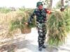 Babinsa Desa Kesongo Tunjukkan Kepedulian, Bantu Warga Angkut Rumput di Tengah Kesibukan TMMD 129 Bojonegoro