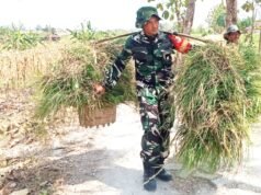 Babinsa Desa Kesongo Tunjukkan Kepedulian, Bantu Warga Angkut Rumput di Tengah Kesibukan TMMD 129 Bojonegoro
