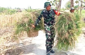Babinsa Desa Kesongo Tunjukkan Kepedulian, Bantu Warga Angkut Rumput di Tengah Kesibukan TMMD 129 Bojonegoro