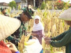 Satgas TMMD 129 Bojonegoro Tinggalkan Proyek, Pilih Bantu Petani Panen Jagung