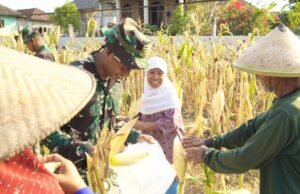 Satgas TMMD 129 Bojonegoro Tinggalkan Proyek, Pilih Bantu Petani Panen Jagung