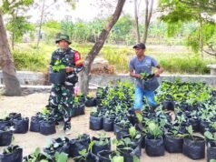 TMMD 129 Bojonegoro Bagikan Bibit Sayuran, Warga Kesongo Diajak Perkuat Ketahanan Pangan